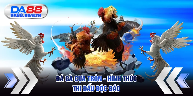 Đá gà cựa tròn - hình thức thi đấu độc đáo